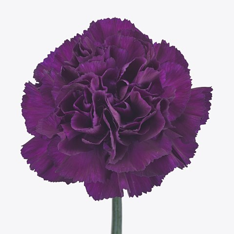 Carnation Florigene Moonvista