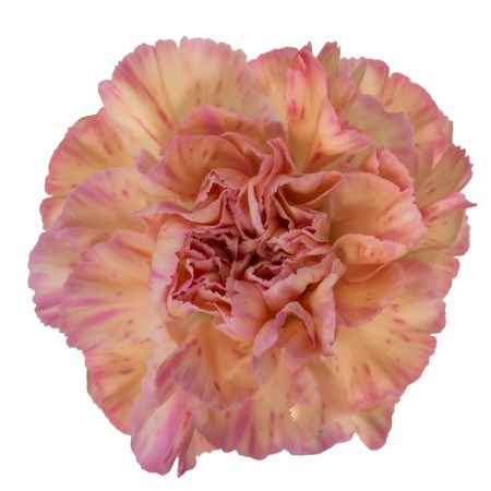 Carnation Gioia