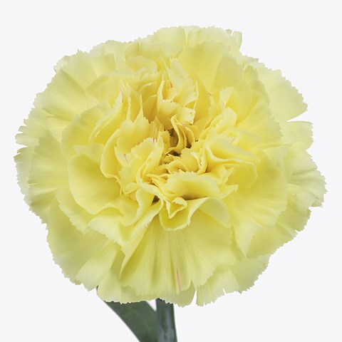 Carnation Gladies