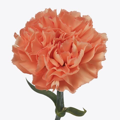 Carnation Gobi