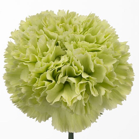 Carnation Goblin