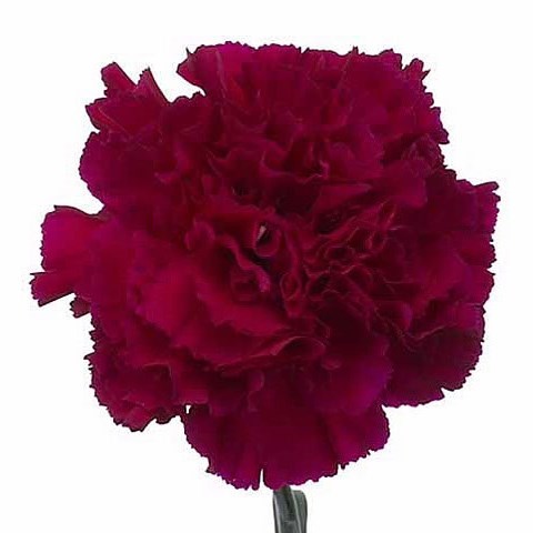 Carnation Golem