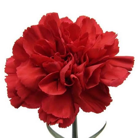 Carnation Grand Slam