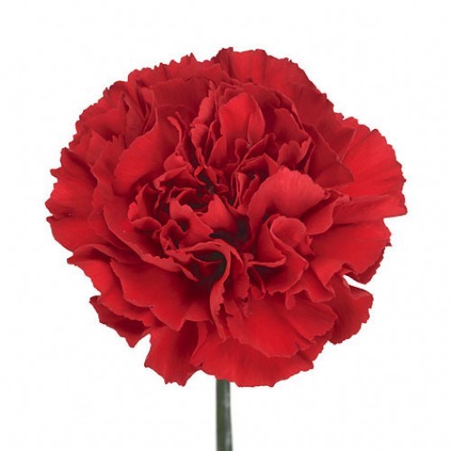 Carnation Grandsole