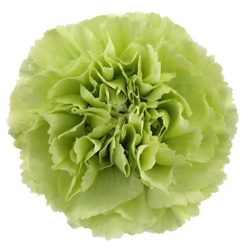 Carnation Green Shot