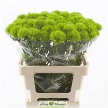 Carnation Green Trick