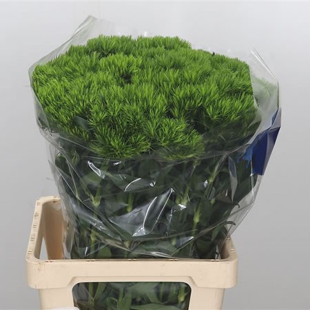 Carnation Green Wicky