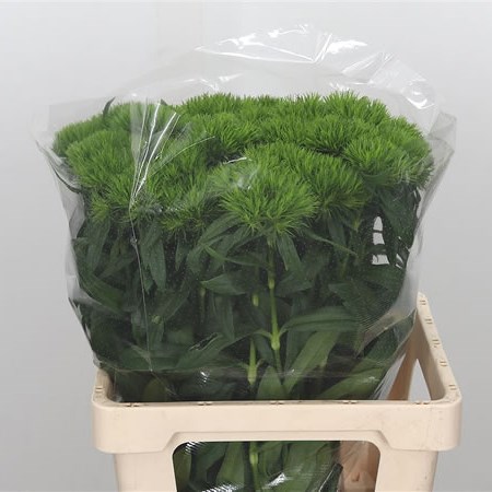 Carnation Green Wicky (Extra)
