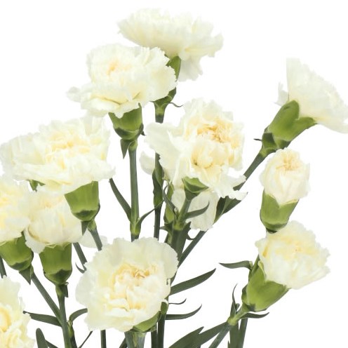 Carnation Halo