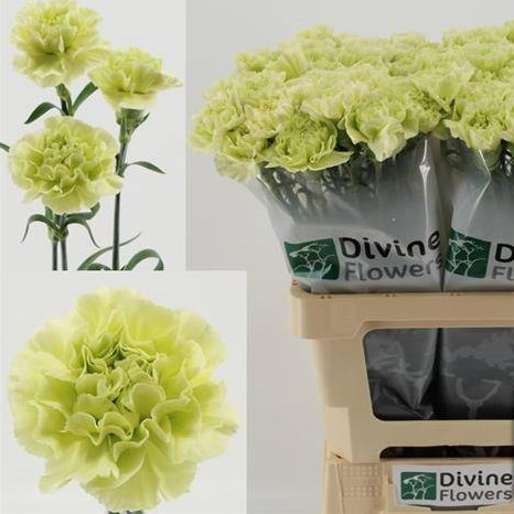 Carnation Happy Claro