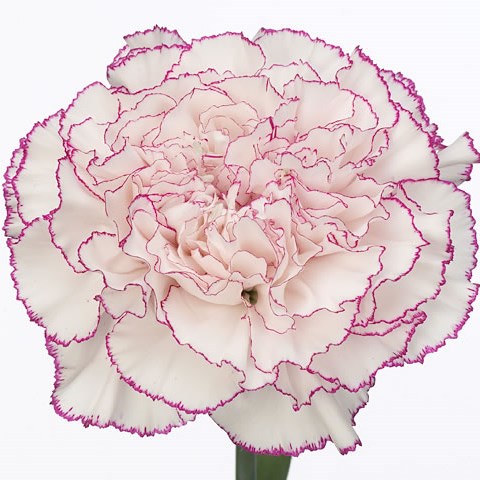 Carnation Happy Golem