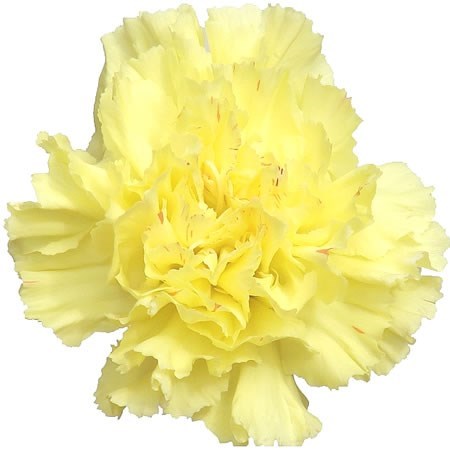 Carnation Hermes