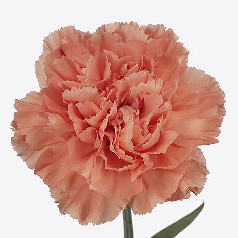 Carnation Hermes Orange