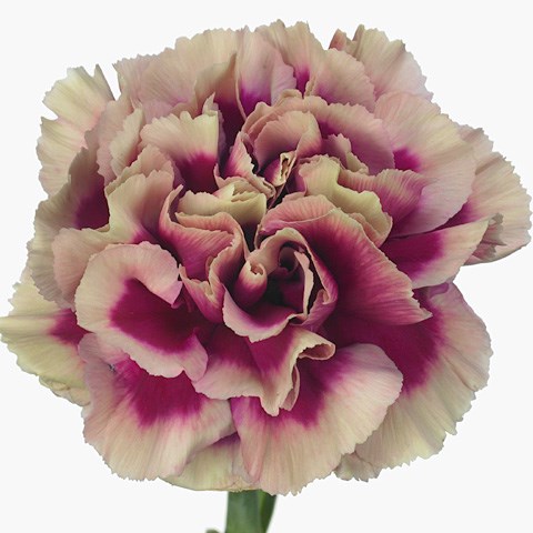 Carnation Hurricane