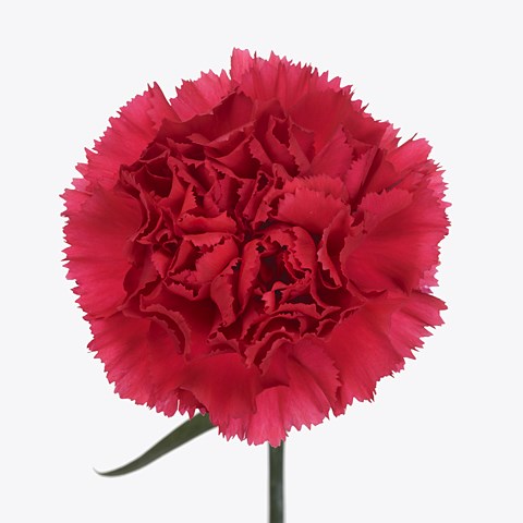 Carnation Jobim