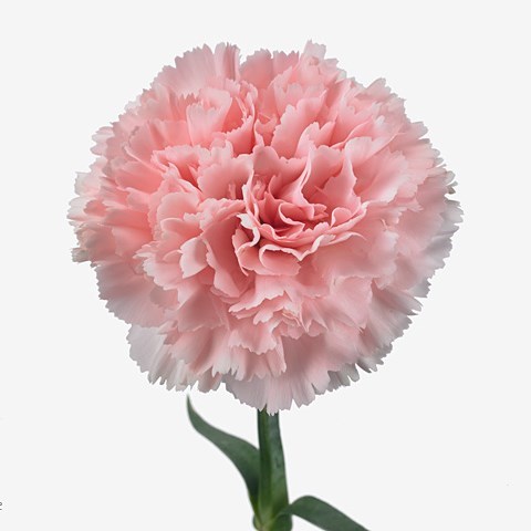 Carnation Jodie