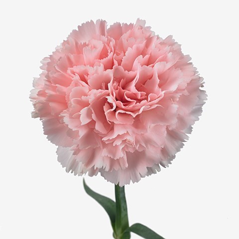 Carnation Jodie