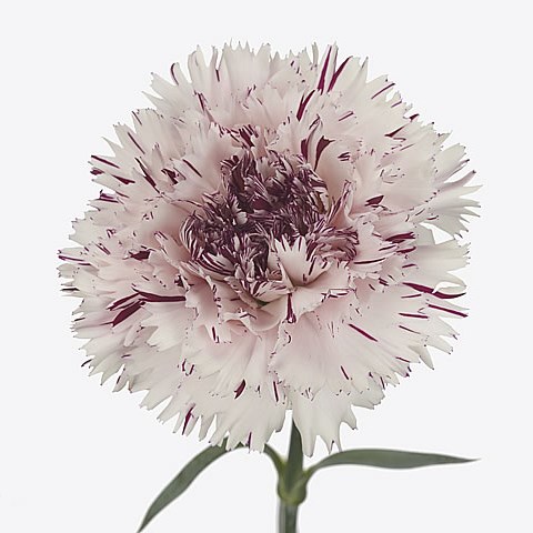 Carnation Jupiter