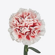 Carnation Kirk
