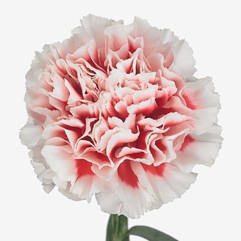 Carnation Kirk