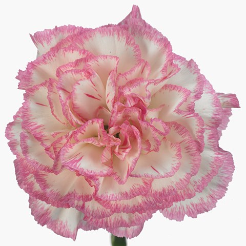 Carnation Komachi