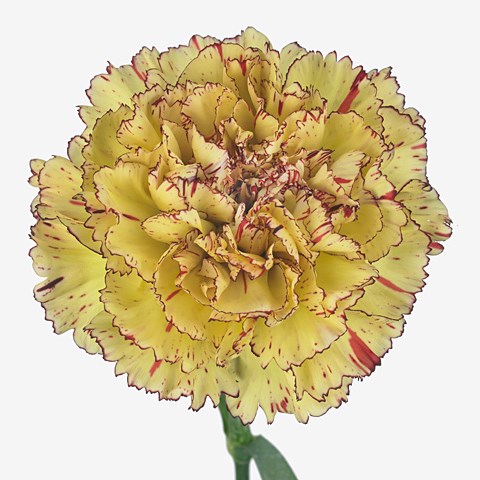 Carnation Lady Kiss Marrone