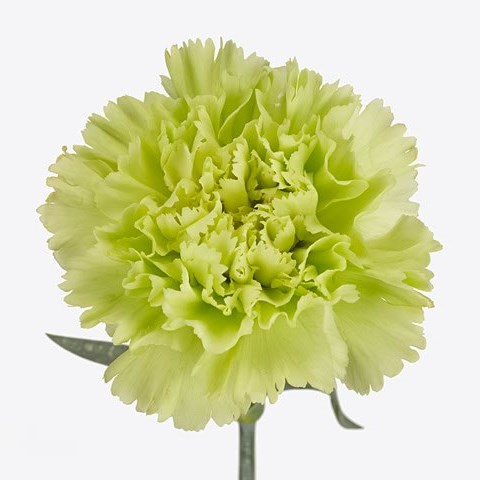 Carnation Lady Moe