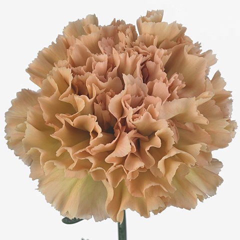 Carnation Lady Trish
