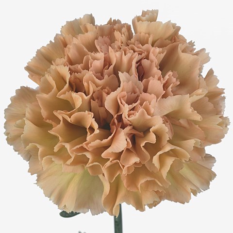 Carnation Lady Trish