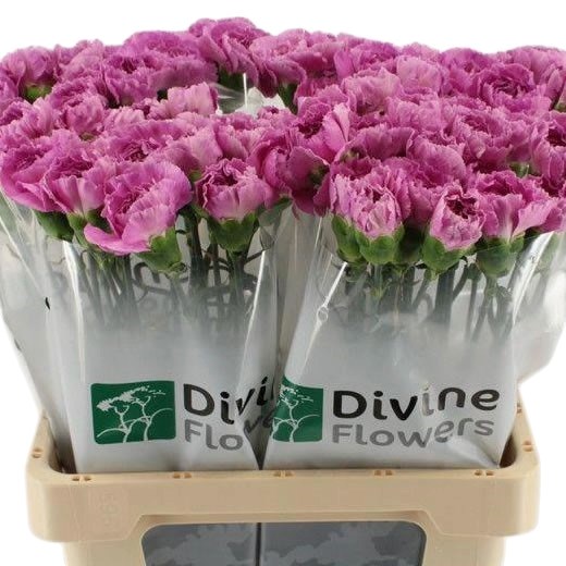 Carnation Lavender Damascus