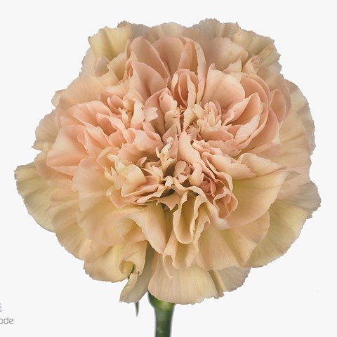 Carnation Lege Marrone