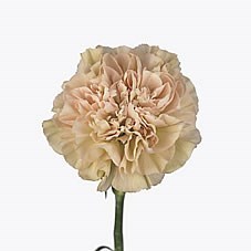 Carnation Lege Marrone