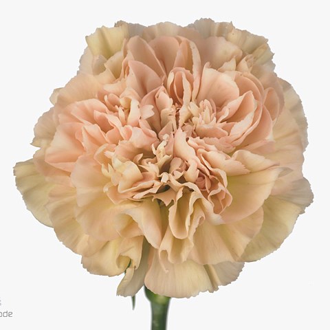 Carnation Lege Marrone