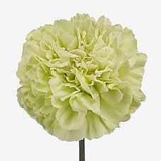 Carnation Lege Verde