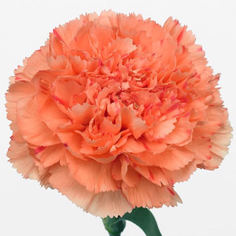 Carnation Lion King