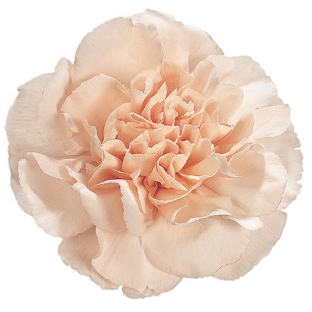 Carnation Lizzy