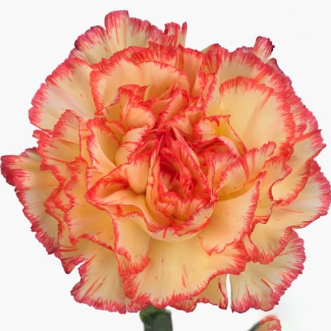 Carnation Lorca