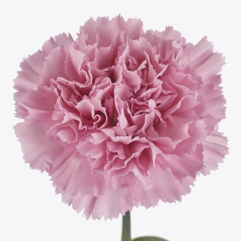 Carnation Lotus