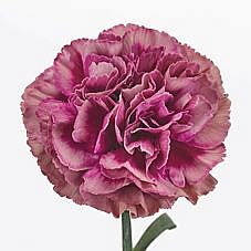 Carnation Loup