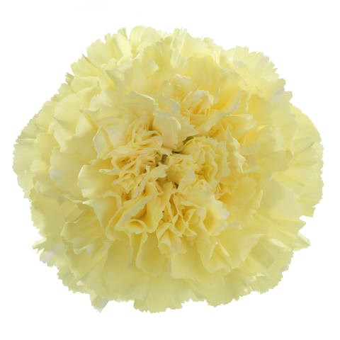Carnation Luiza