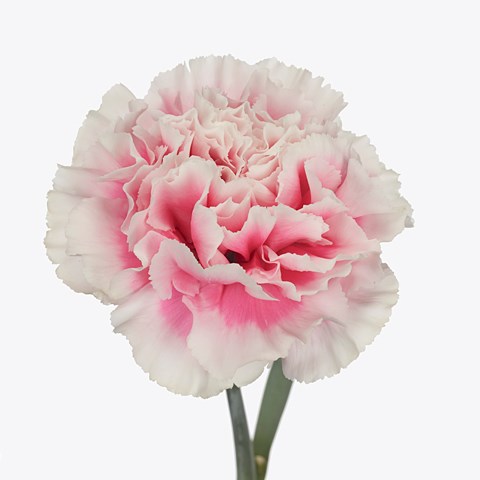 Carnation Malabar