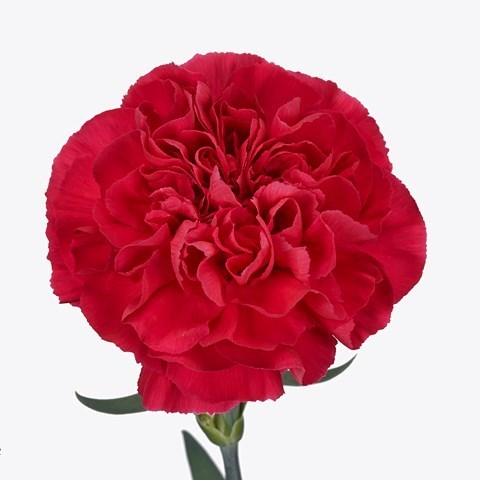 Carnation Mandalay