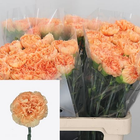 Carnation Mandarin