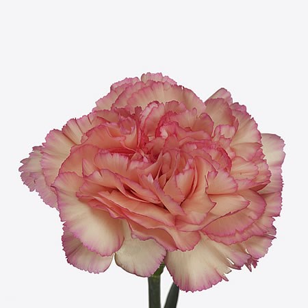 Carnation Maracuja