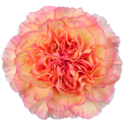 Carnation Maracuya