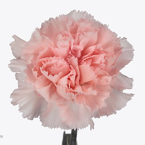 Carnation Maruchi