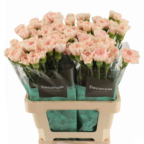 Carnation Maruchi Apricot