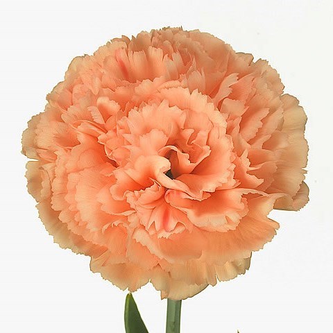 Carnation Megan