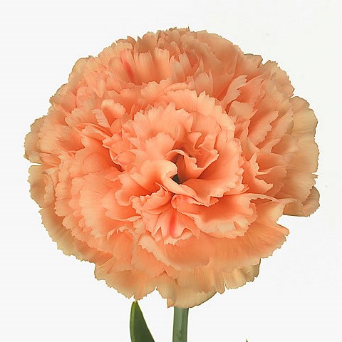 Carnation Megan