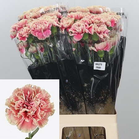 Carnation Merletto Cherry